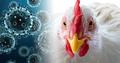 Об эпидемиологической ситуации в мире по Высокопатогенному гриппу птиц за февраль 2022 года