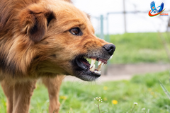 Ответственное обращение с животными:  как защититься от бешенства