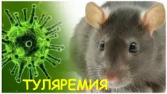 Профилактика туляремии 